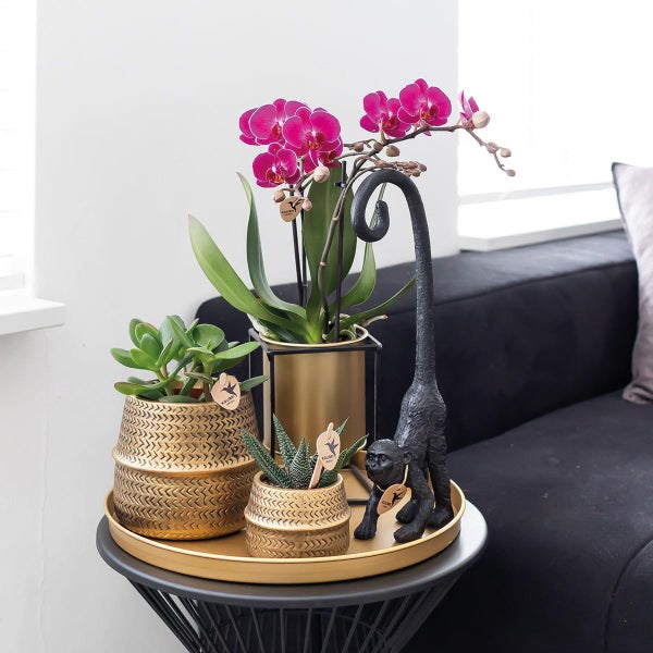 Kolibri Orchideen COMBI DEAL von 2 lila Phalaenopsis Orchideen Morelia Topfgröße 9cm blühende Zimmerpflanze frisch vom Züchter