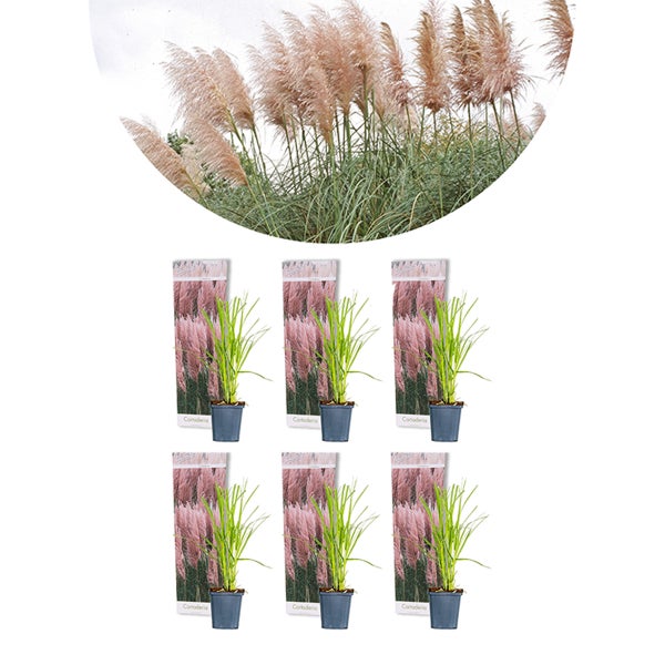 6x Cortaderia selloana 'Rosea' – Pampasgras – Ziergräser – Winterhart – ⌀9 cm - ↕15-20 cm