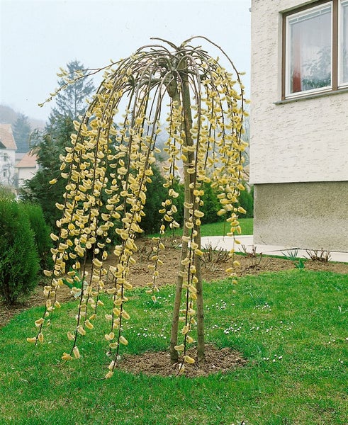 Salix caprea 'Pendula', Kätzchenweide, hängend, 80 cm Stammhöhe