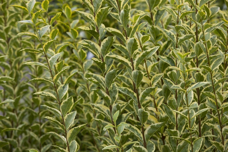 Ligustrum ovalifolium 'Aureum', Goldliguster, gelb-grün, 60–80 cm