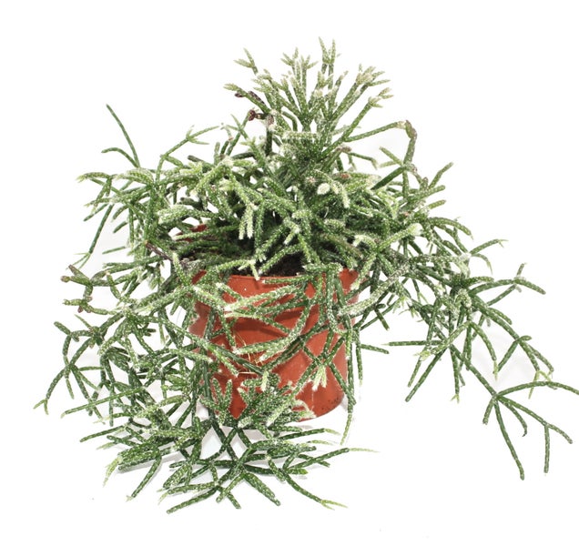 Rechteckiger grauer Hochflorteppich mit weicher, plüschiger Textur.