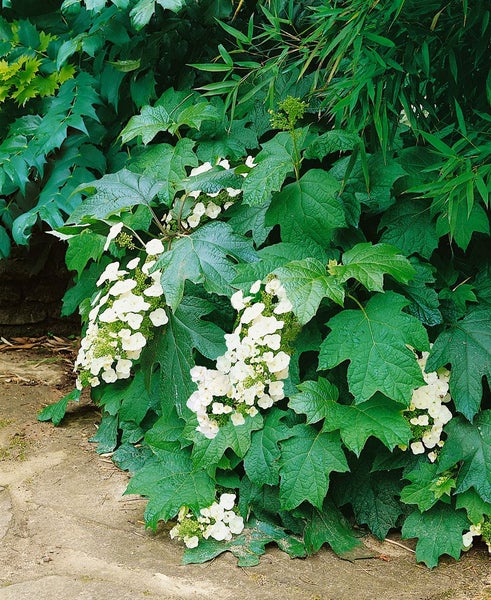 Hydrangea quercifolia 'Black Porch', Eichenblatthortensie, 40–60 cm