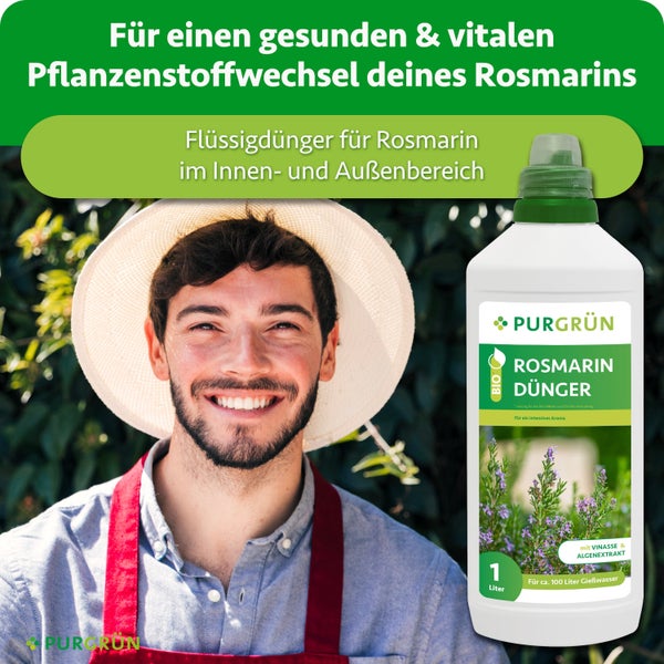 Knorriger Stamm eines Olivenbaums Olea europaea in einem großen schwarzen Kunststofftopf.