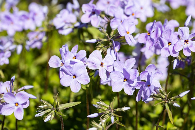 Nahaufnahme von lila Phlox im Garten