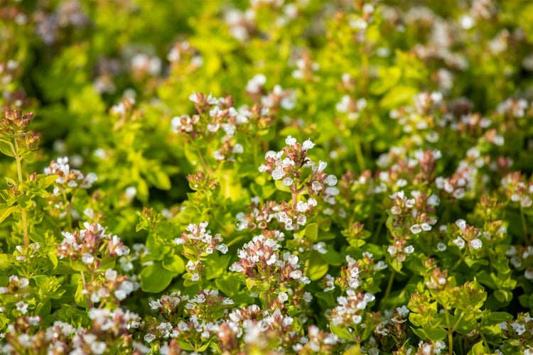 Origanum vulgare 'Thumbles', Oregano, aromatisch, ca. 9x9 cm Topf