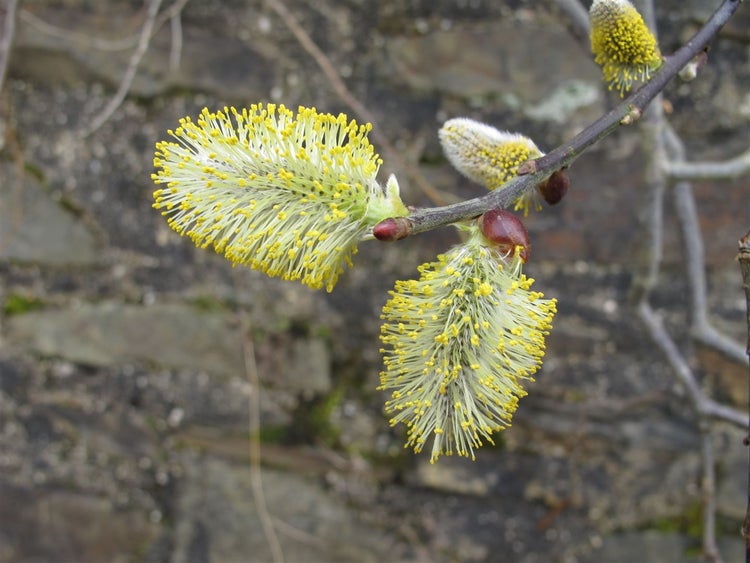 Salix caprea 'Nico', Kätzchenweide, 60 cm Stammhöhe