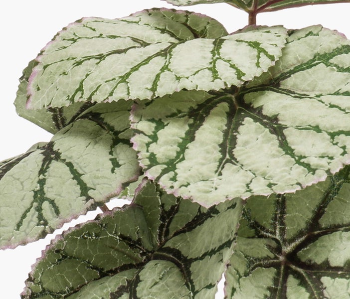 Blattbegonie Begonia rex mit silbergrünen Blättern, dunklen Adern und gezackten rötlichen Rändern.