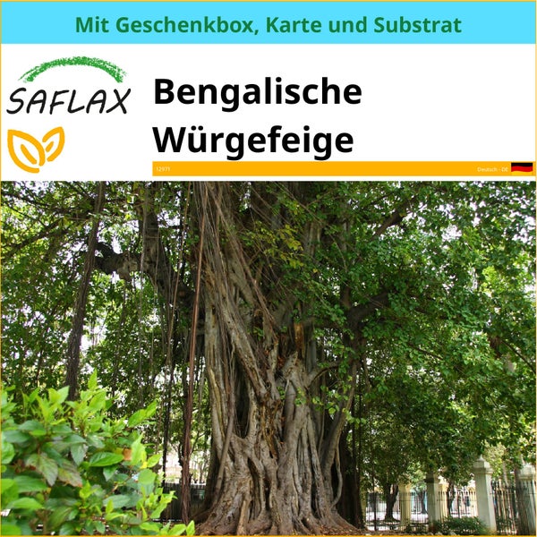 SAFLAX Geschenk Set - Bengalische Würgefeige - Ficus benghalensis - 20 Samen - Mit Geschenkbox, Versandaufkleber, Geschenkkarte und Anzuchtsubstrat