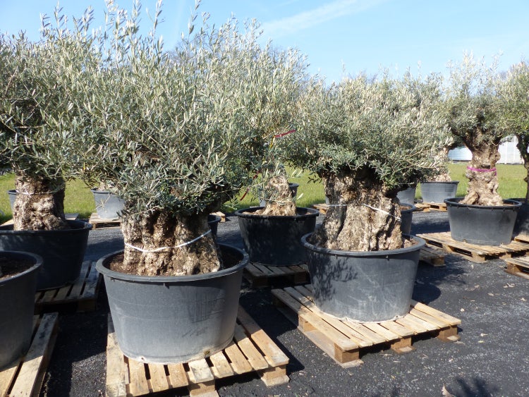 uriger, alter Olivenbaum, knorrige Olive 100 Jahre, winterhart