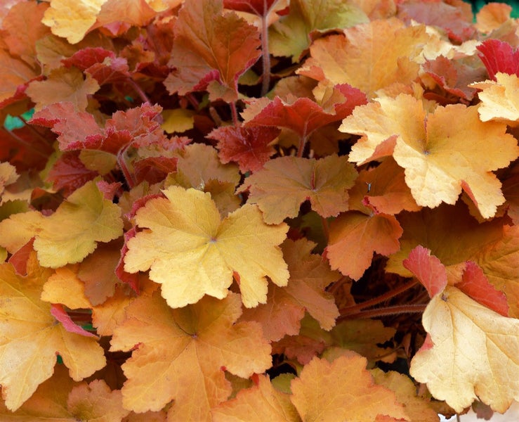 Heuchera villosa 'Caramel', Purpurglöckchen, orange, ca. 9x9 cm Topf