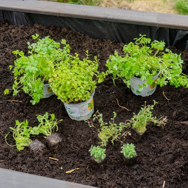 KräuterSet „KräuterOase“, BioJungpflanzen, Garten, HORNBACH