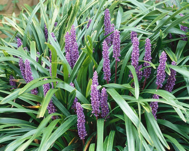 Liriope muscari 'Ingwersen', Lilientraube, immergrün, ca. 9x9 cm Topf