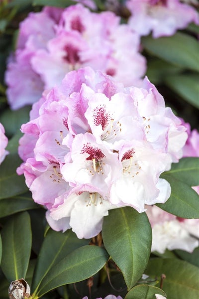 Rhododendron yakushimanum 'Nicoletta', rosa Blüten, 30–40 cm