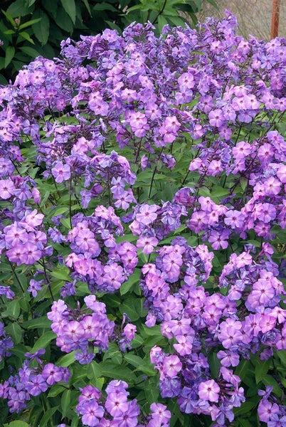 Phlox paniculata 'Blue Paradise', Flammenblume, blau-violett, ca. 11x11 cm Topf