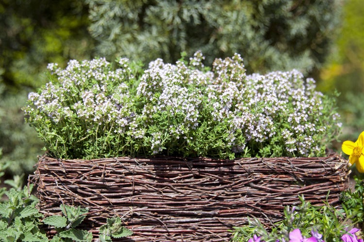 Thymus vulgaris 'Compactus', Thymian, aromatisch, ca. 9x9 cm Topf