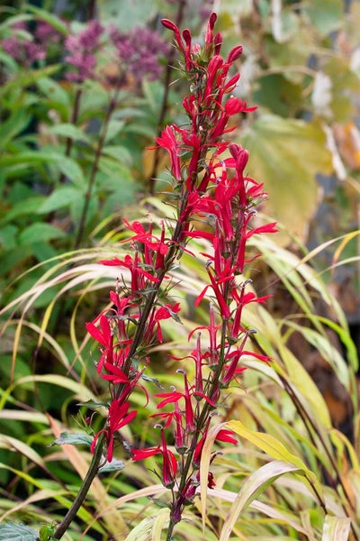 Lobelia cardinalis, Kardinalslobelie, leuchtend rot, ca. 9x9 cm Topf