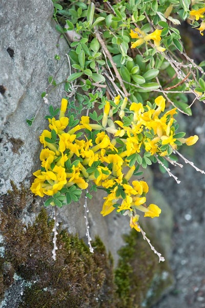 Chamaecytisus ratisbonensis, Regensburger Ginster, gelb, 20–30 cm