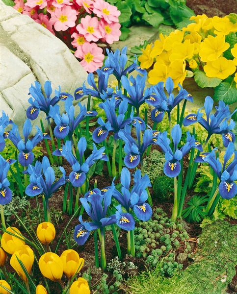 Iris reticulata 'Harmony', Zwerg-Iris, blau, ca. 9x9 cm Topf