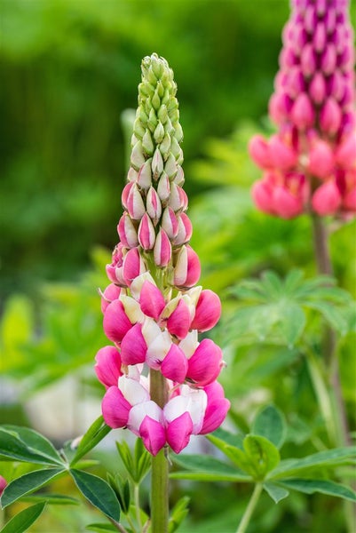 Blüte einer Lupinen Pflanze im Garten