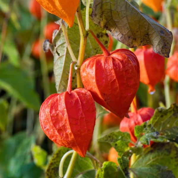 Japanischer Ahorn mit filigranen Blättern