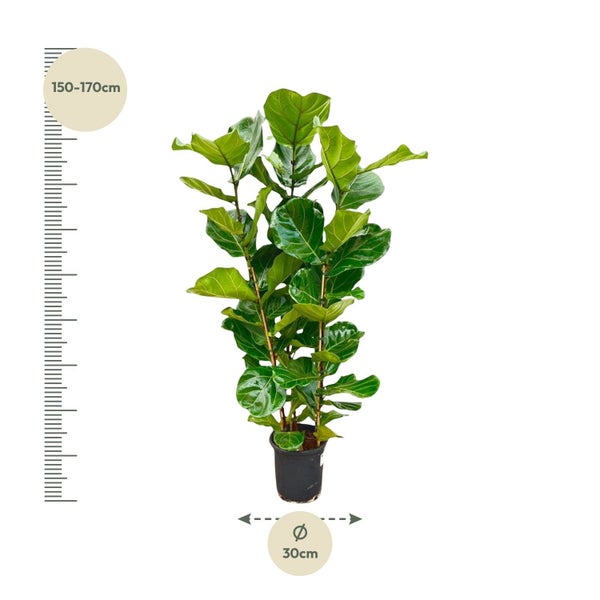 Feigenbaum mit einer Höhe von 150 bis 170 cm und einem Durchmesser von 30 cm im Topf