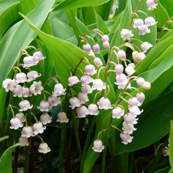Maiglöckchen mit grünen Blättern