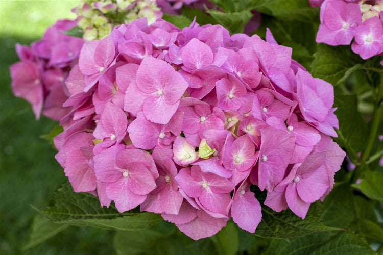 Nahaufnahme einer rosa Hortensienblüte mit grünen Blättern