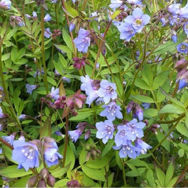 Blütenpflanze mit grünen Blättern und blauen Blüten