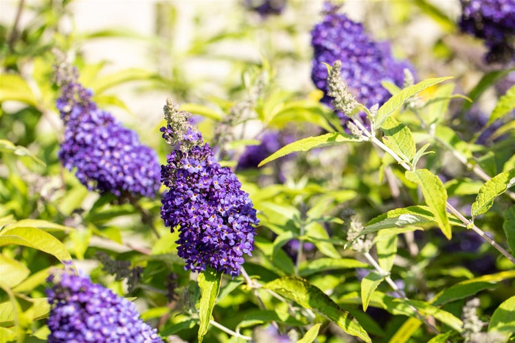 Buddleja 'Buzz Midnight', Schmetterlingsflieder, dunkelviolett, 40–60 cm