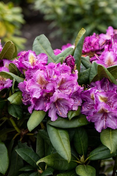 Nahaufnahme einer lila blühenden Rhododendron Pflanze mit grünen Blättern