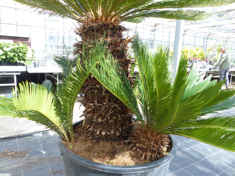 Sagopalmfarn in einem Topf