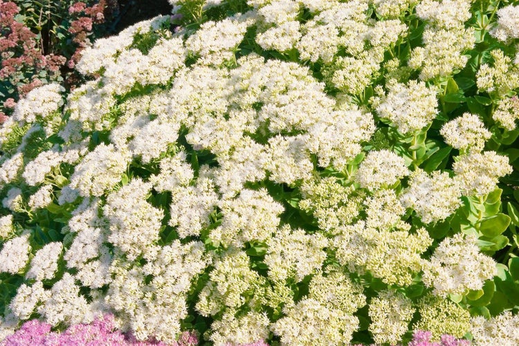 Sedum spectabile 'Iceberg', Fetthenne, weiß, ca. 9x9 cm Topf