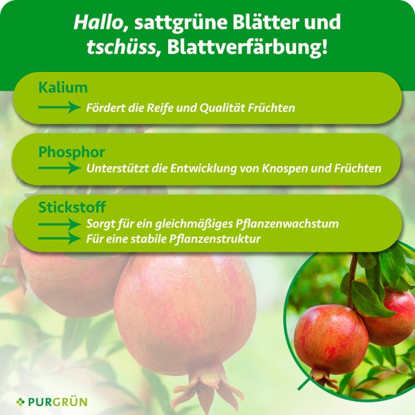 Nahaufnahme einer blühenden Schmetterlingsflieder Pflanze