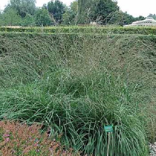 Dekorative Gartenlandschaft mit Ziergras