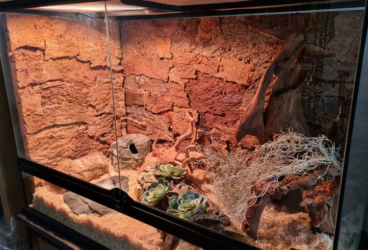 Hell eingerichtetes Glasterrarium mit Korkrückwand, Wurzelholz, Kunstpflanzen und Einstreu für Reptilien.