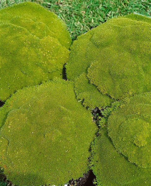 Scleranthus uniflorus, Polsterkissenmoos, ca. 9x9 cm Topf