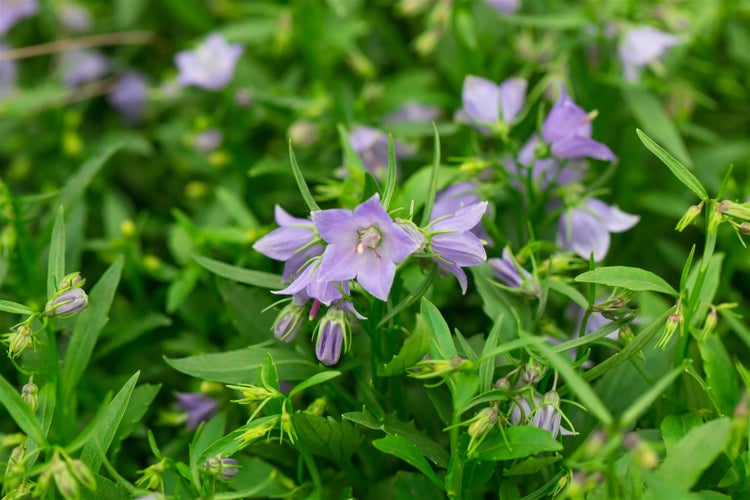 Campanula cochleariif.'Bavaria Blue', Glockenblume, blau, ca. 9x9 cm Topf