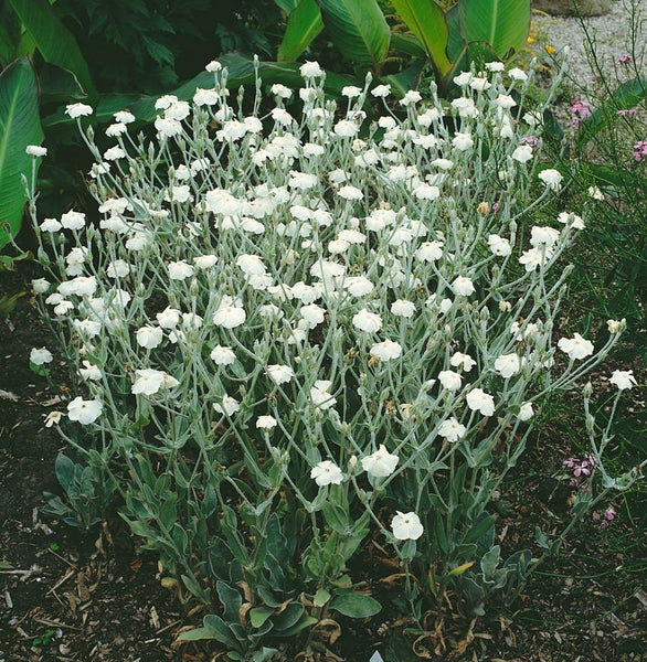 Lychnis coronaria 'Alba', Lichtnelke, weiß, ca. 9x9 cm Topf