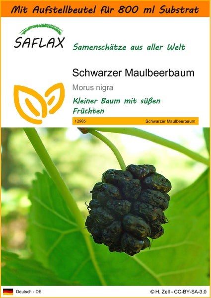 SAFLAX Garden in the bag - Schwarzer Maulbeerbaum - Morus nigra - 200 Samen - Mit Anzuchtsubstrat im praktischen, selbst aufstellenden Beutel