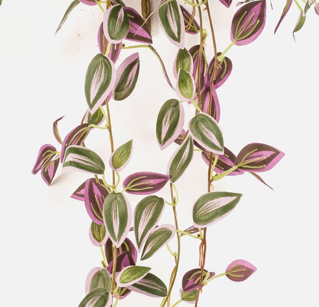 Zimmerpflanze Zebra-Ampelkraut Tradescantia zebrina mit gestreiften Blättern in Grün Silber und Violett.