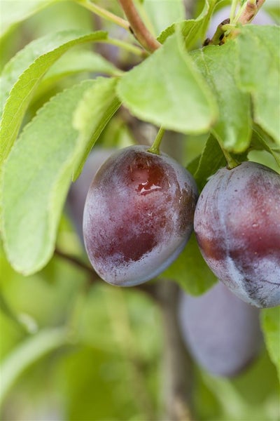 Prunus domestica 'Stanley', Pflaume, süß, 150–200 cm