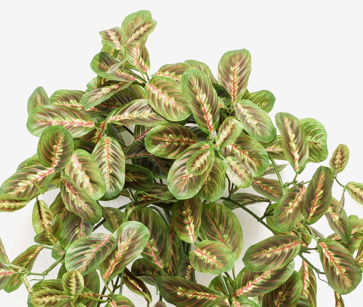 Drachenbaum Dracaena marginata mit mehreren Stämmen und schmalen grünen Blättern in einem schwarzen Topf.