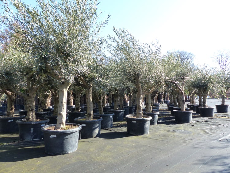 Reihen von Olivenbäumen Olea europaea in großen schwarzen Töpfen in einer hellen Baumschule.