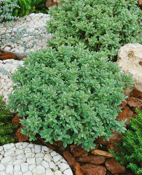 Hebe topiaria, Strauchveronika, immergrün, ca. 9x9 cm Topf