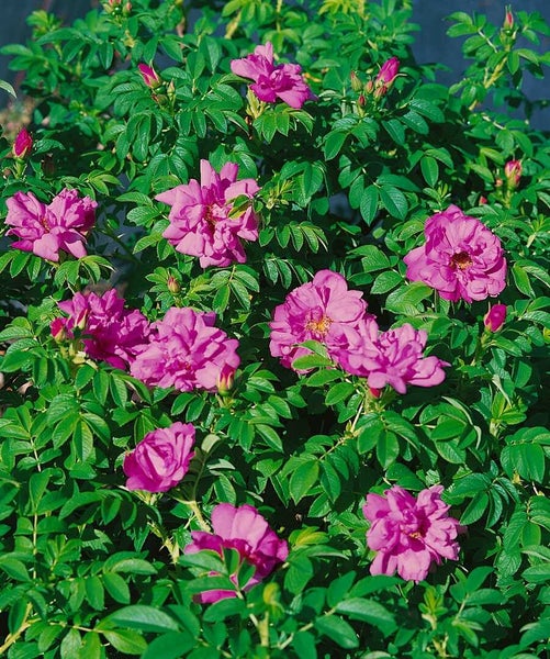 Wildrose Rosa Rugosa Strauch mit halbgefüllten Blüten und grünen Blättern.