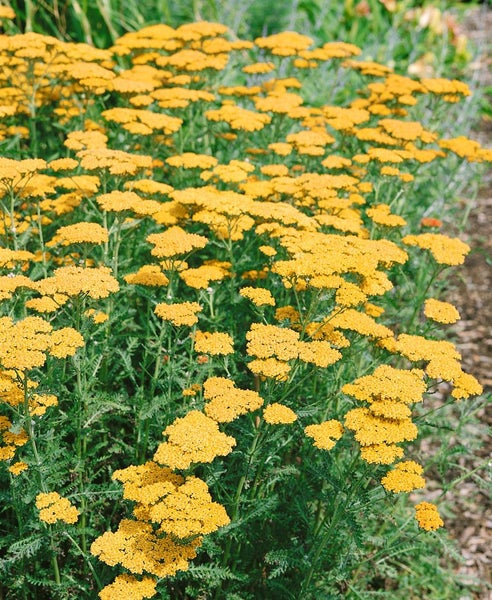 Achillea filipendulina 'Cloth of Gold', Schafgarbe, goldgelb, ca. 9x9 cm Topf