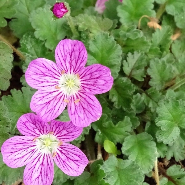 Nahaufnahme von Ruprechtskraut Blumen mit gestreiften Blütenblättern