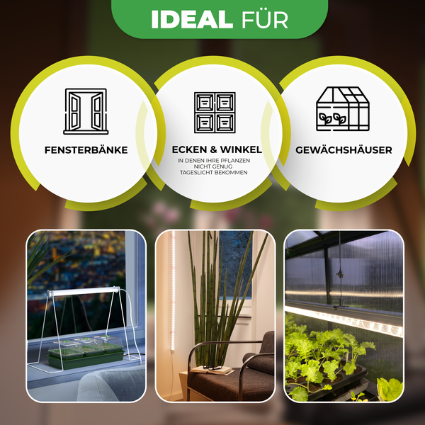 Anwendungsbeispiele für LED-Pflanzenlampen auf der Fensterbank, in Zimmerecken und im Gewächshaus zur Förderung des Pflanzenwachstums.