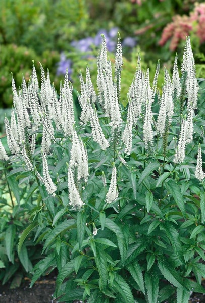 Veronica longifolia, Ehrenpreis, weiß, ca. 9x9 cm Topf