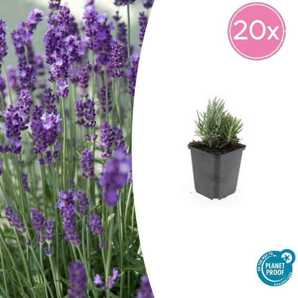 Lavendel Lavandula angustifolia im Set von 20 Stück, Einzelpflanze im Topf, On the way to Planet Proof Logo.